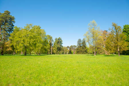 Green trees in spring park forest with green leaves, green grass and blue skyの写真素材