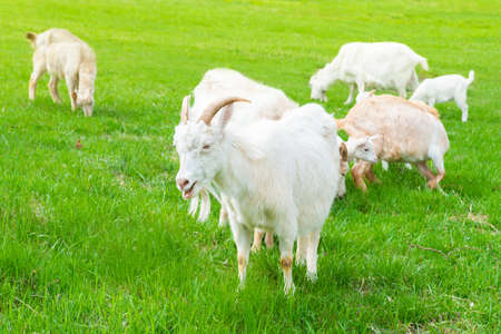White little goat with kid on green grass fieldの写真素材