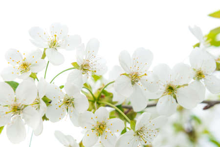 White flowers cherry with green leaves isolated on whiteの写真素材