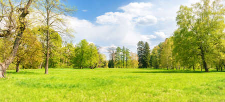 Green park forest with green trees and green grass on green fieldの写真素材