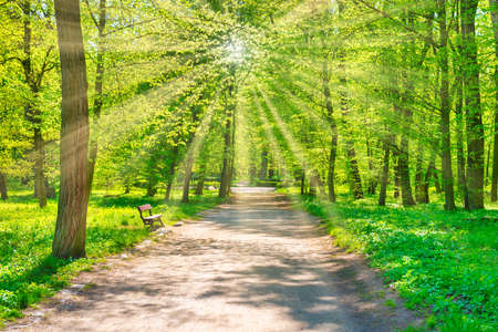 Green forest with green spring trees and park pathの写真素材