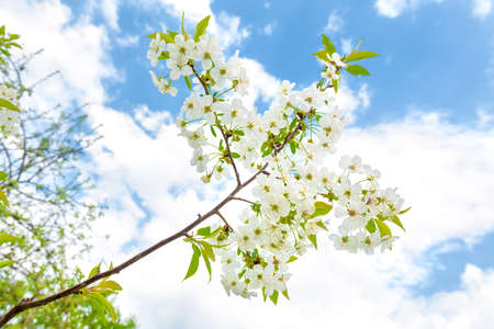 White flowers cherry with green leaves and blue skyの写真素材