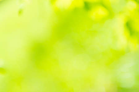 Green sunny blur nature background for green abstract backgroundの写真素材