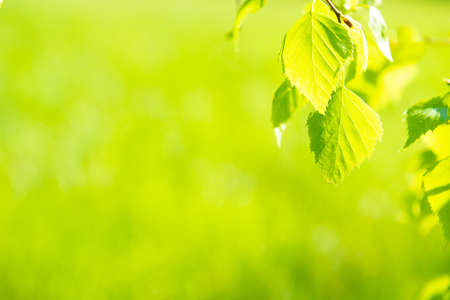 Green leaves on soft green spring grass backgroundの写真素材