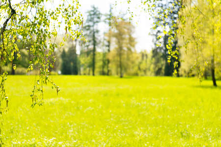 Blurred green leaves and nature green abstract backgroundの写真素材