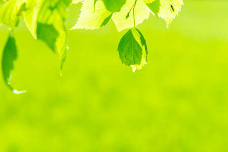 Green leaves and grass on green nature backgroundの写真素材