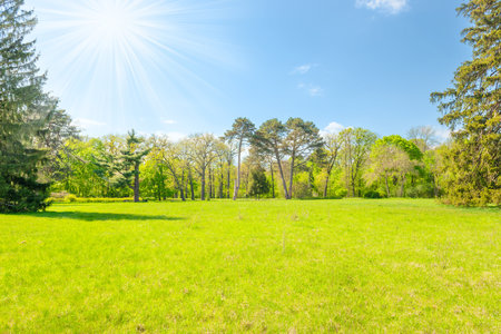 Green park forest with green trees and green grass on green fieldの写真素材