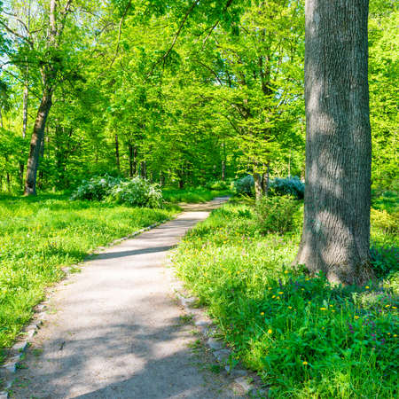 Park and path with green trees, green alley landscapeの写真素材