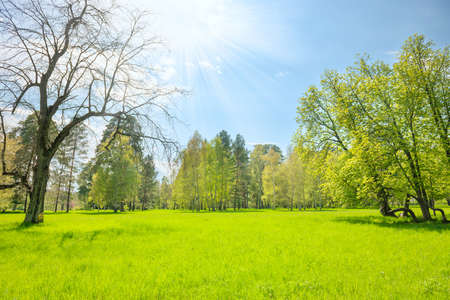 Green park forest with green trees and green grass on green fieldの写真素材