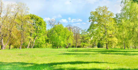 Green park forest with green trees and green grass on green fieldの写真素材