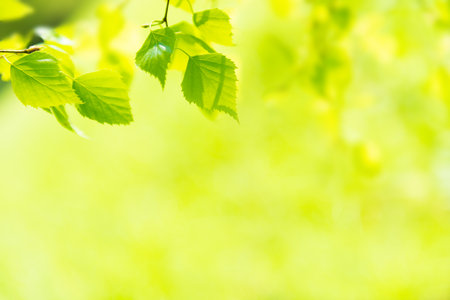 Green leaves on soft green spring grass backgroundの写真素材