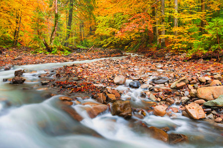 River in autumn fall forest with yellow trees and streaming waterの写真素材