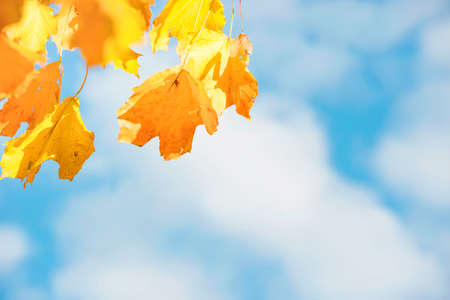 Yellow autumn fall leaves with blue sky and white cloudsの写真素材