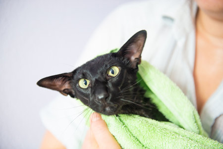 Black wet cat in towel after bath. Black oriental catの写真素材