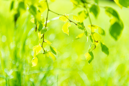Green leaves in green park on soft green spring grass backgroundの写真素材