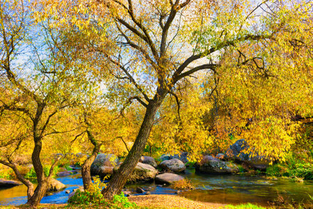Autumn fall in park with yellow leaves treesの写真素材