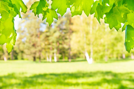 Green maple leaves in sunny forest with green grassの写真素材