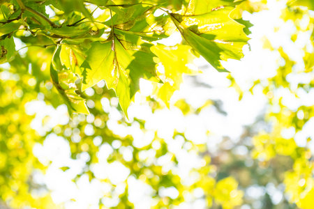 Green leaves green maple tree and sun lightの写真素材