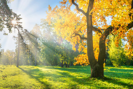 Yellow autumn tree on green field with autumn treesの写真素材