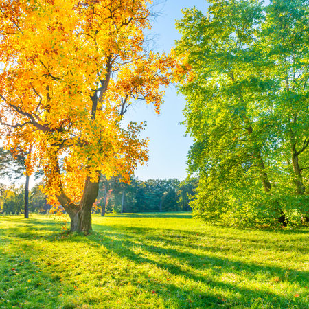 Yellow autumn tree on green field with autumn treesの写真素材