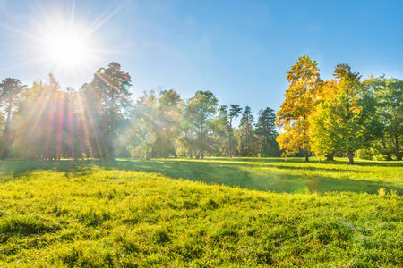 Green field and forest at sunset with sun lightの写真素材