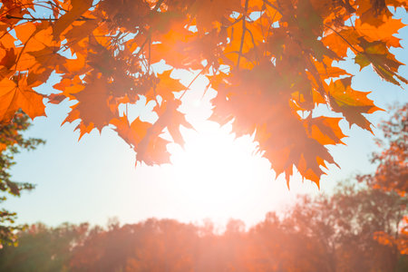 Autumn leaves fall texture background, red and yellow autumn leaves