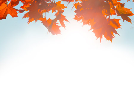 Autumn leaves fall texture isolated on white background, red and yellow autumn leavesの写真素材