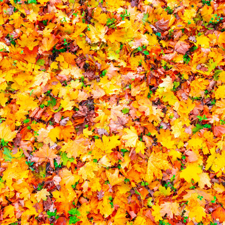 Autumn leaves fall texture background, colorful autumn leavesの写真素材