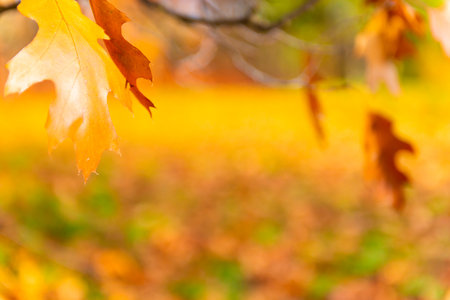 Autumn leaves in autumn park with autumn leavesの写真素材