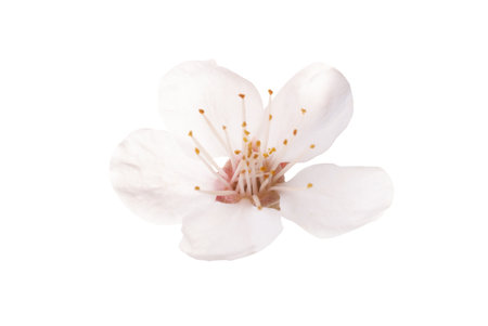 Almond white flower isolated on white backgroundの写真素材