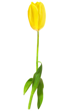 Yellow tulip spring flower isolated on white backgroundの写真素材