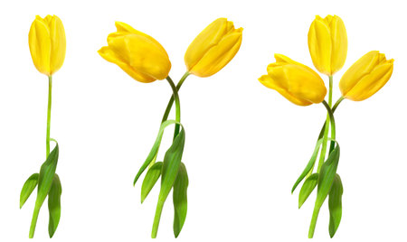Yellow tulips flowers set isolated on white backgroundの写真素材