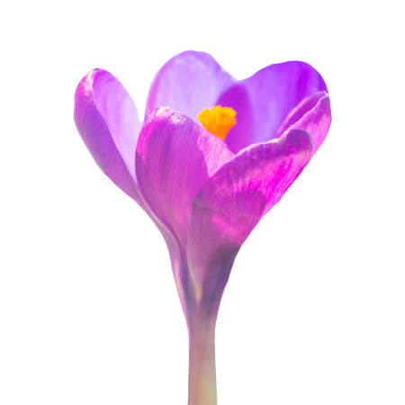 Flower purple crocus in PNG isolated on transparent backgroundの写真素材