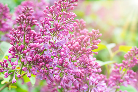Lilac purple flowers nature spring floral violet backgroundの写真素材