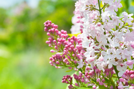 Lilac purple flowers branch bouquet on green leaves backgroundの写真素材