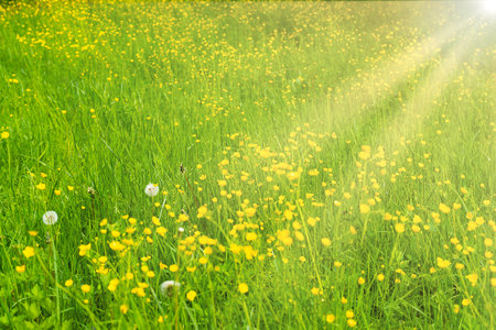 Yellow flowers field landscape, yellow flower on sunny meadowの写真素材