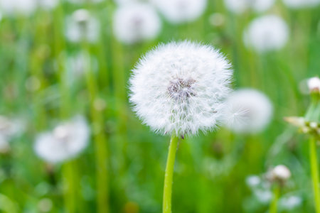 White dandelion flowers on green grass meadowの写真素材