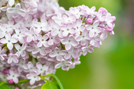 Purple lilac flowers macro background, flower backgroundの写真素材