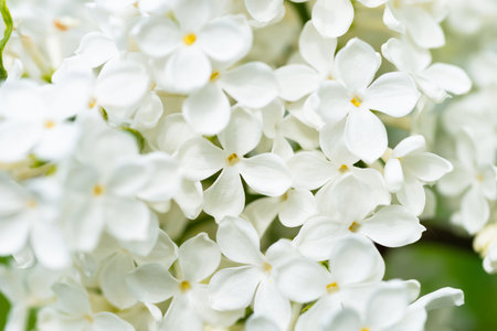 White lilac flowers macro background, flower background