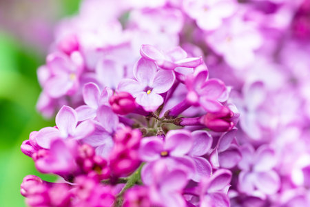 Purple lilac flowers macro background, flower backgroundの写真素材