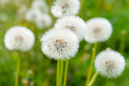 White dandelion flowers on green grass meadowの写真素材
