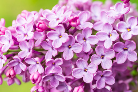Purple lilac flowers macro background, flower backgroundの写真素材