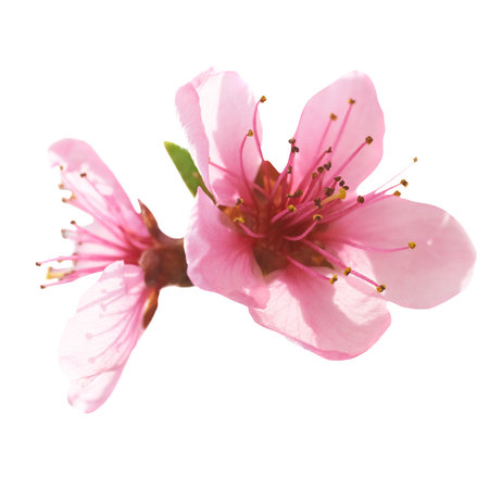 Almond pink flowers in PNG isolated on transparent backgroundの写真素材