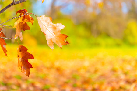 Autumn leaves in autumn park with autumn leavesの写真素材