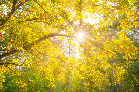 Yellow autumn fall leaves on autumn tree with sunの写真素材