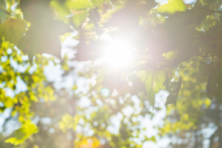 Green leaves green maple tree and sun lightの写真素材