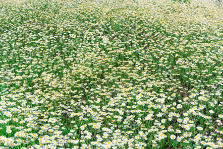 White flowers daisy chamomile on green fieldの写真素材