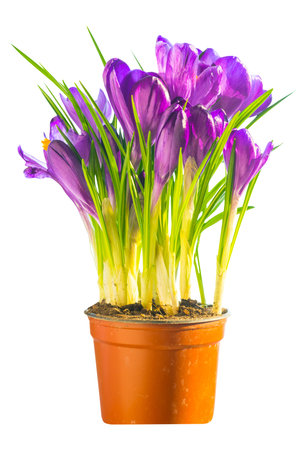 First spring flowers flower bouquet of purple crocuses in ceramic pot PNG isolated on transparent backgroundの写真素材