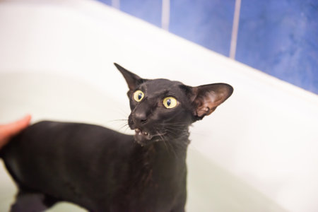 Black cat in water taking bath. Black oriental catの写真素材