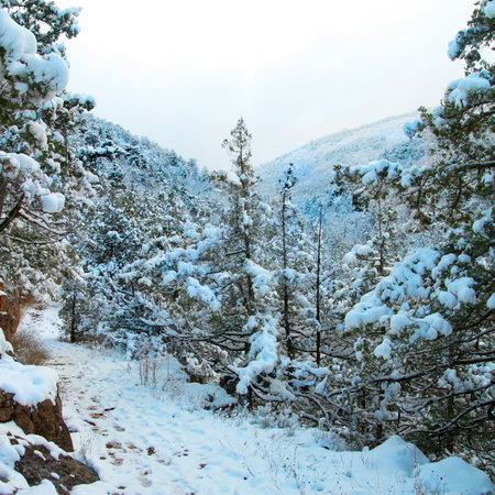 Winter icy forest with beautiful treesの写真素材